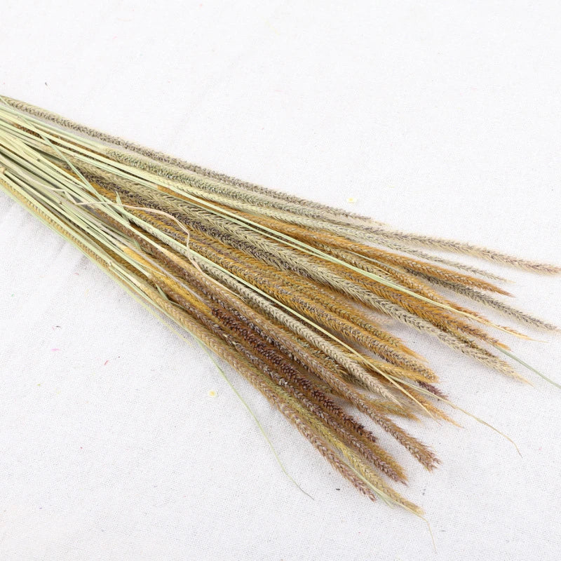 Pampasgras – Herbstliche Deko