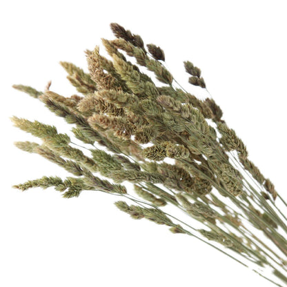 Pampasgras – Herbstliche Deko