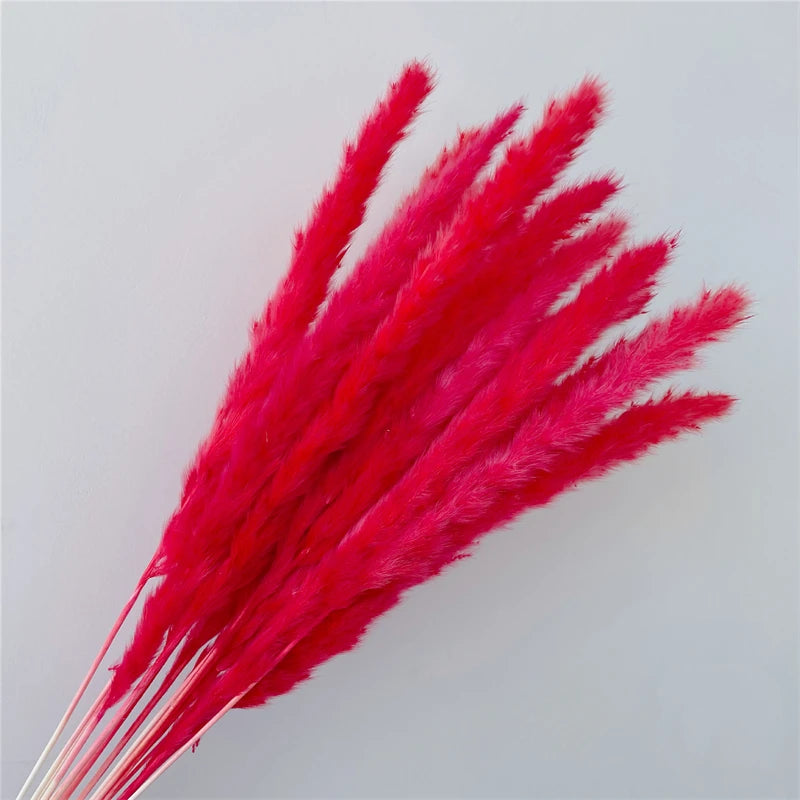 Pampasgras – Herbstliche Deko