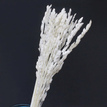 Pampasgras – Herbstliche Deko