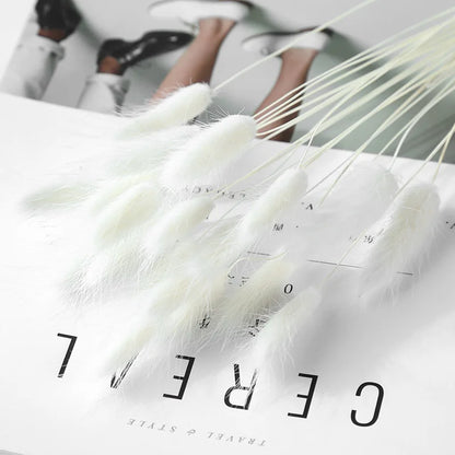 Pampasgras – Herbstliche Deko